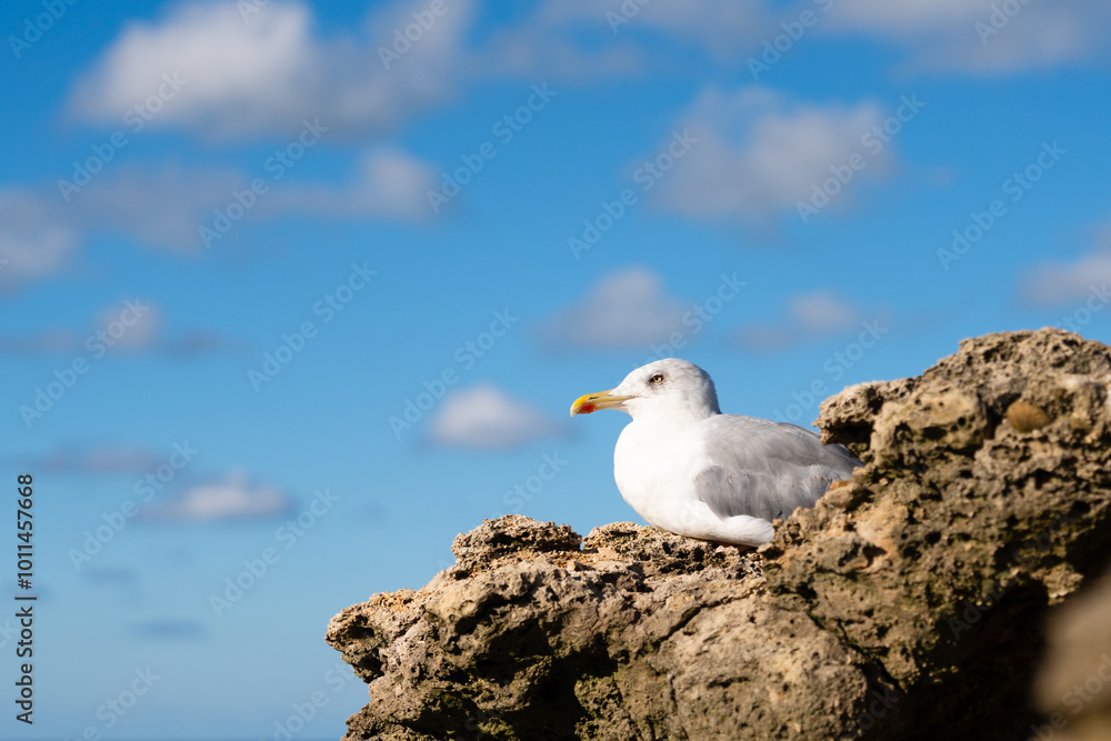 Seabird nested in a rock facing the ocean in Biarritz. Basque Country of France. Seabird nested in a rock facing the ocean in Biarritz. Basque Country of France.