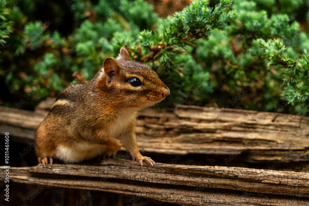 Naklejka premium Chipmunk sitting on a log