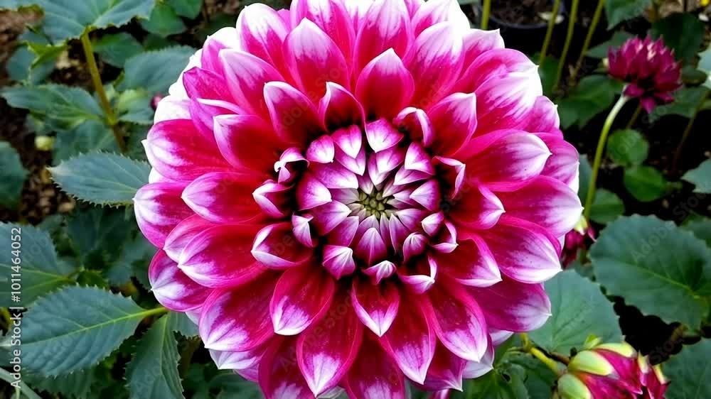 A close-up shot of a vibrant pink flower showcasing its intricate petals and lush green leaves, set in a serene garden atmosphere. A close-up shot of a vibrant pink flower showcasing its intricate petals and lush green leaves, set in a serene garden atmosphere.