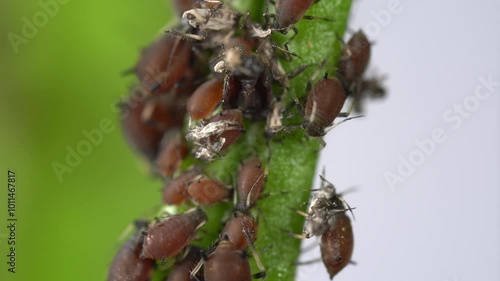 Ultra macro detail of an aphid infestation on the branch of a orange tree photo