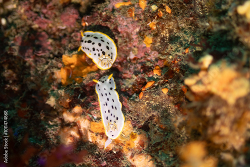 twin nudi branch photo