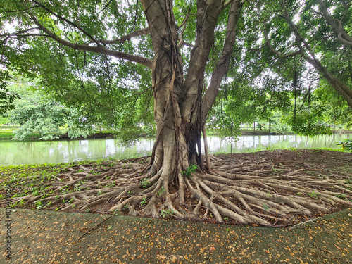 beautiful park and trees with a walkway