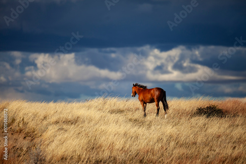 Photography Wild (feral) horse in Theodore Roosevelt National Park, North Dakota
