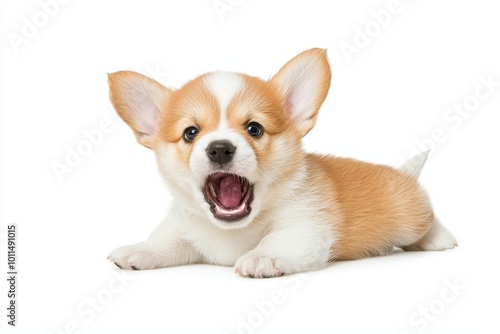 Corgi puppy on white isolated background