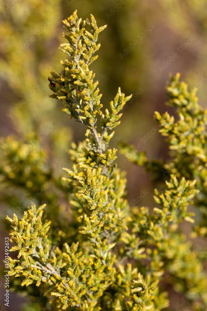macrophotographie de fleur sauvage - Armoise poisseuse - Artemisia campestris