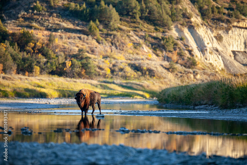 Bison Crossing Little Missouri River, Theodore Roosevelt National Park, North Dakota