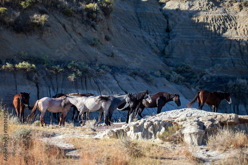Wild (feral) horses in Theodore Roosevelt National Park, North Dakota