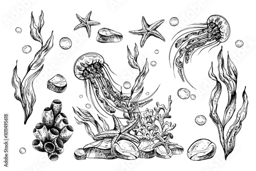 Wallpaper Mural Underwater world clipart with sea animals jellyfish, starfish, pebbles, bubbles, coral, sponge and algae. Graphic illustration hand drawn in black ink. Set of isolated objects EPS vector. Torontodigital.ca