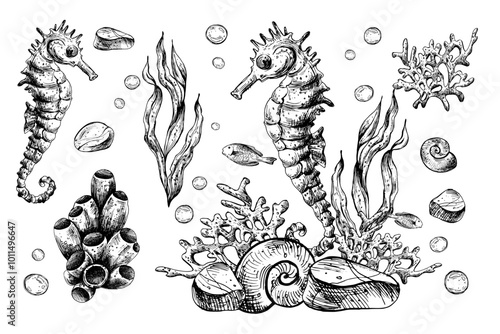 Underwater world clipart with sea animals seahorse, starfish, shells, coral and algae. Graphic illustration hand drawn in black ink. Set of isolated objects EPS vector.