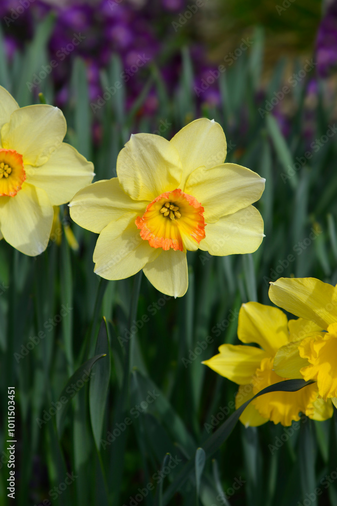 Obraz premium Daffodil Juanita flowers