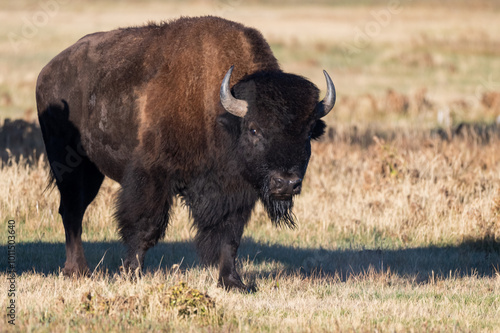 Photograph of an american bison in the wild