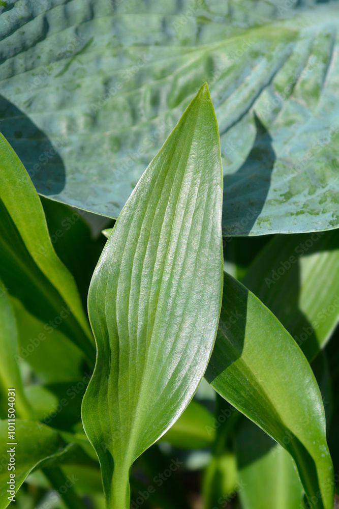 Obraz premium Hosta Devon Green leaves