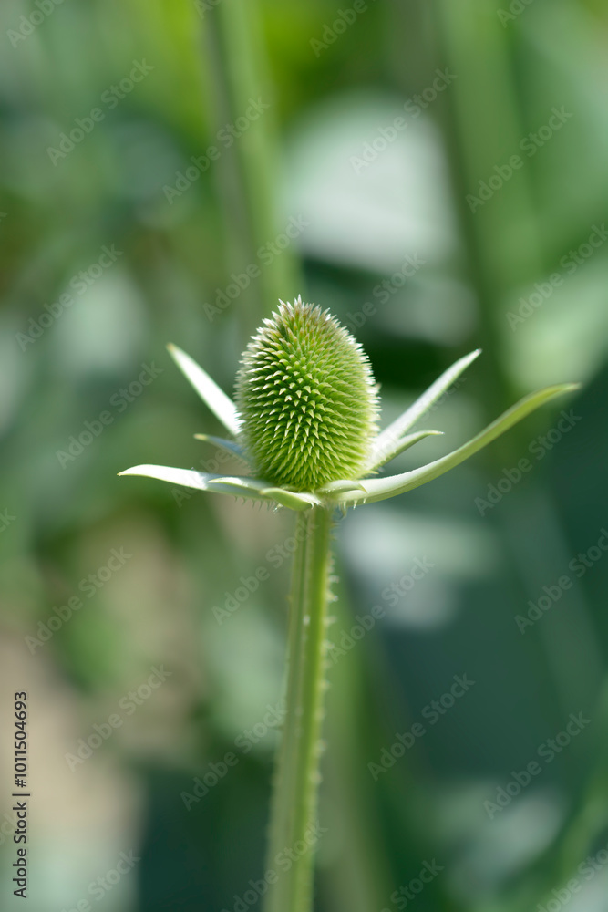Fullers teasel flower bud Fullers teasel flower bud