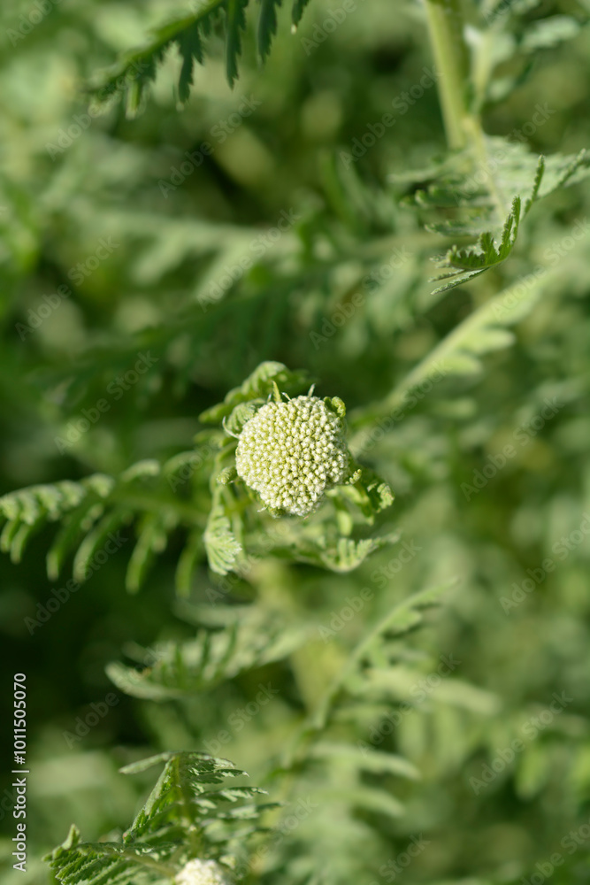 Gold plate yarrow flower bud Gold plate yarrow flower bud