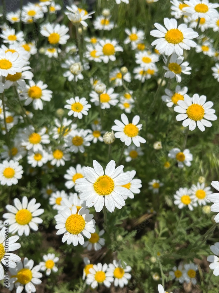 daisies in a field daisies in a field