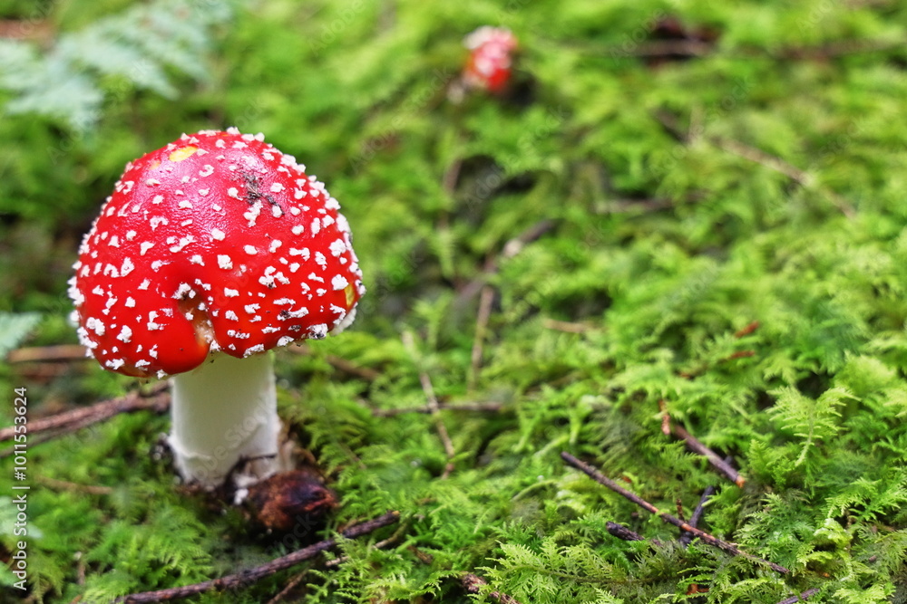 fly agaric, red mushroom, fly agaric on a green lawn, mushrooms in the forest, hallucinogen, poison, dangerous mushroom fly agaric, red mushroom, fly agaric on a green lawn, mushrooms in the forest, hallucinogen, poison, dangerous mushroom