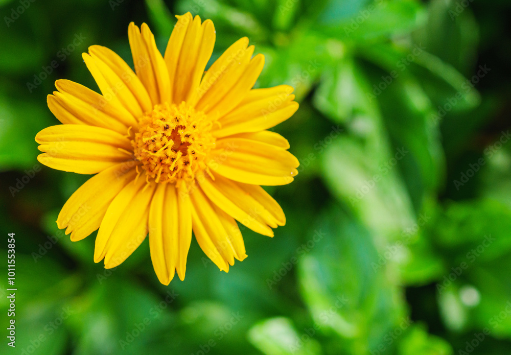 blooming pretty yellow creeping daisy flower, close-up of pollen yellow creeping daisy flower, yellow creeping daisy flowers growing in rainy season blooming pretty yellow creeping daisy flower, close-up of pollen yellow creeping daisy flower, yellow creeping daisy flowers growing in rainy season