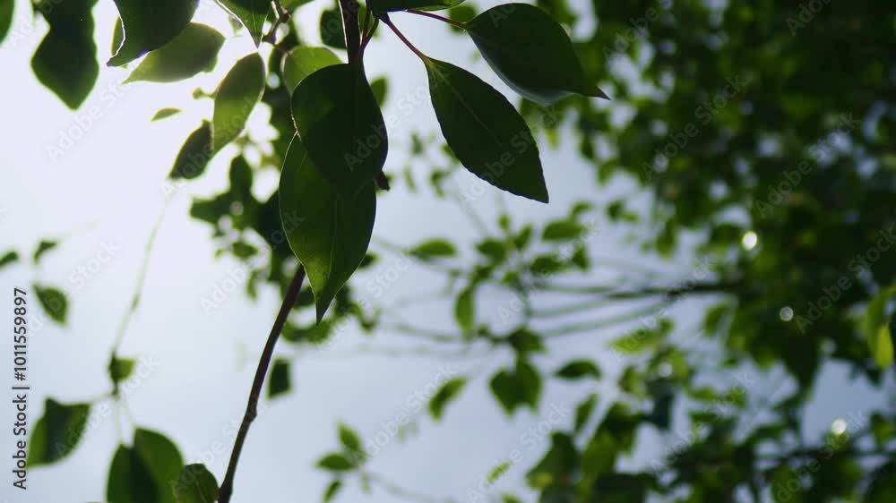 Green leaves moving with the wind and a glimple of sun Green leaves moving with the wind and a glimple of sun