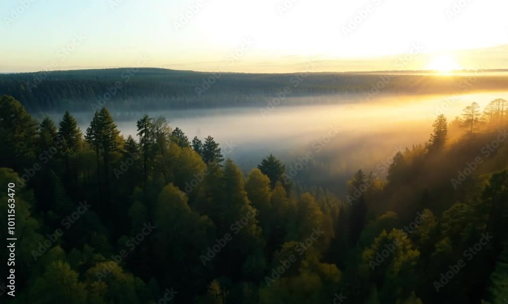 Sunrise over a Foggy Forest