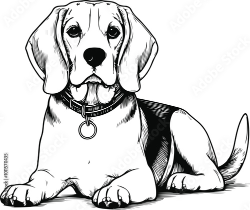 beagle puppy on black