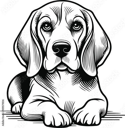 line art beagle dog, Beagle line drawing, vector art, illustrations