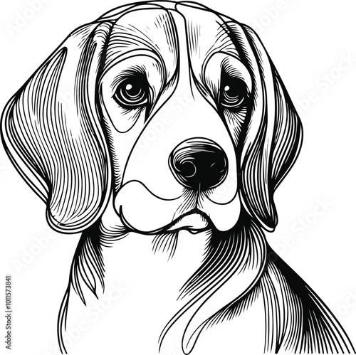 line art beagle dog, Beagle line drawing, vector art, illustrations