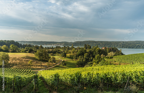 View over Lake Constance, vineyards in the foreground, Ueberlingen, Baden-Wuerttemberg, Germany