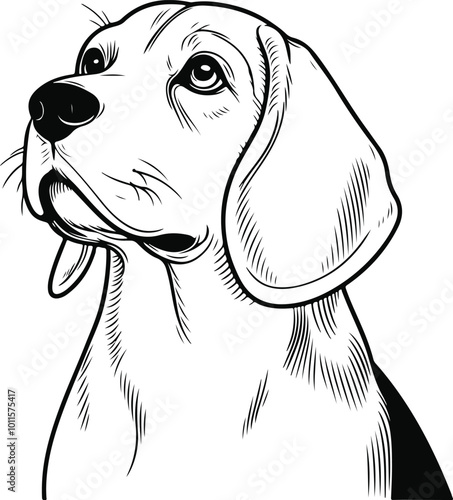 line art beagle dog, Beagle line drawing, vector art, illustrations