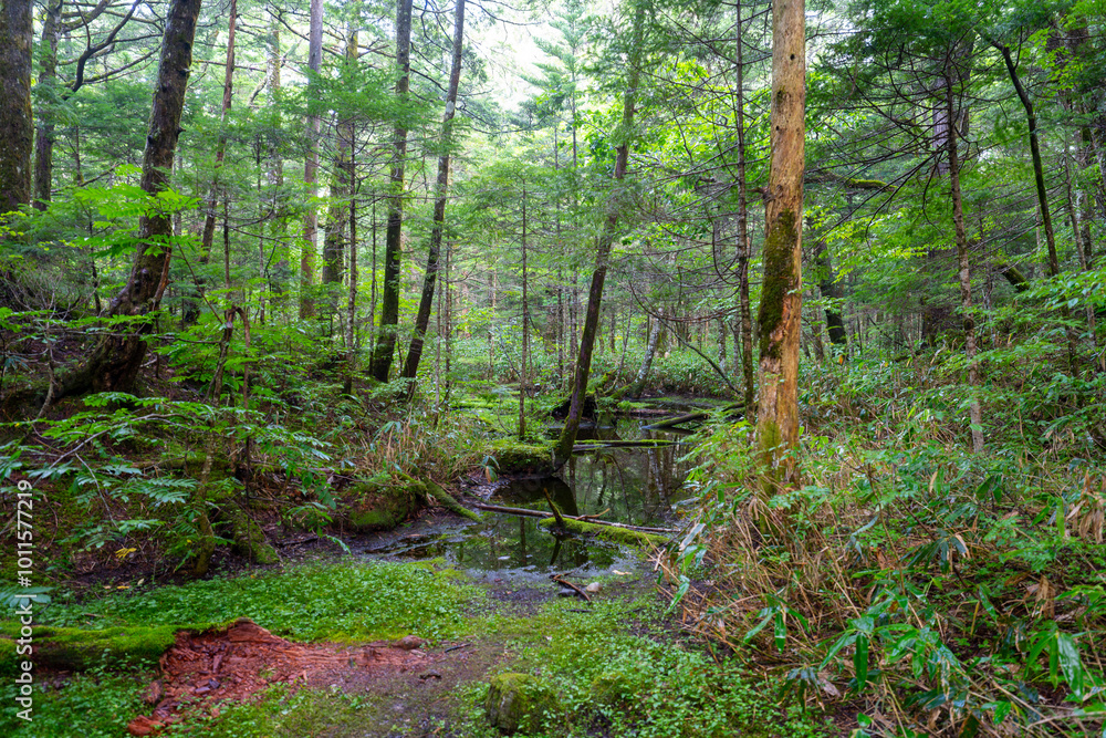 Fototapeta premium 上高地の風景