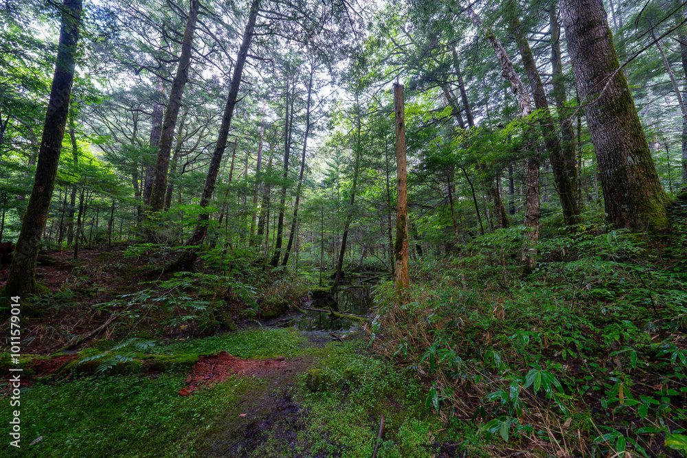 Obraz premium 上高地の風景