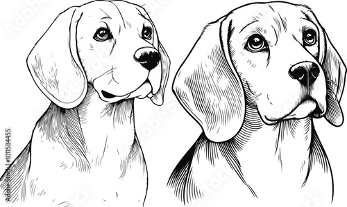 line art beagle dog, Beagle line drawing, vector art, illustrations