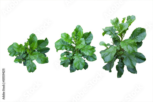 Canvas-taulu Tapak Liman leaves (Elephantopus scaber L), a wild plant as an alternative herba