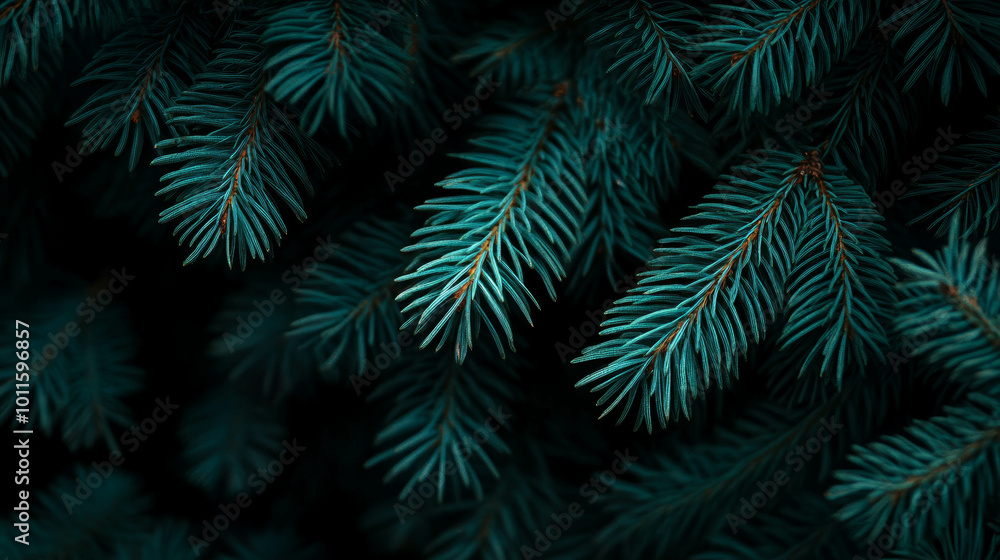dark green spruce branches dark background dark green spruce branches dark background