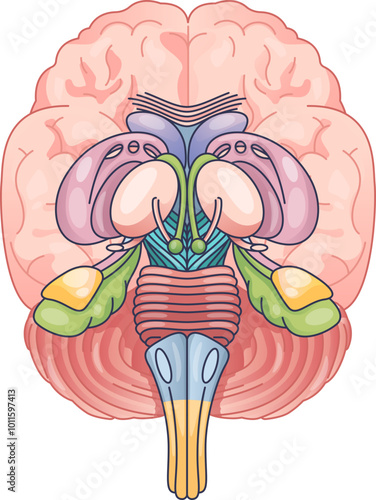 Illustration of brain anatomy highlighting ganglia and brainstem structures.