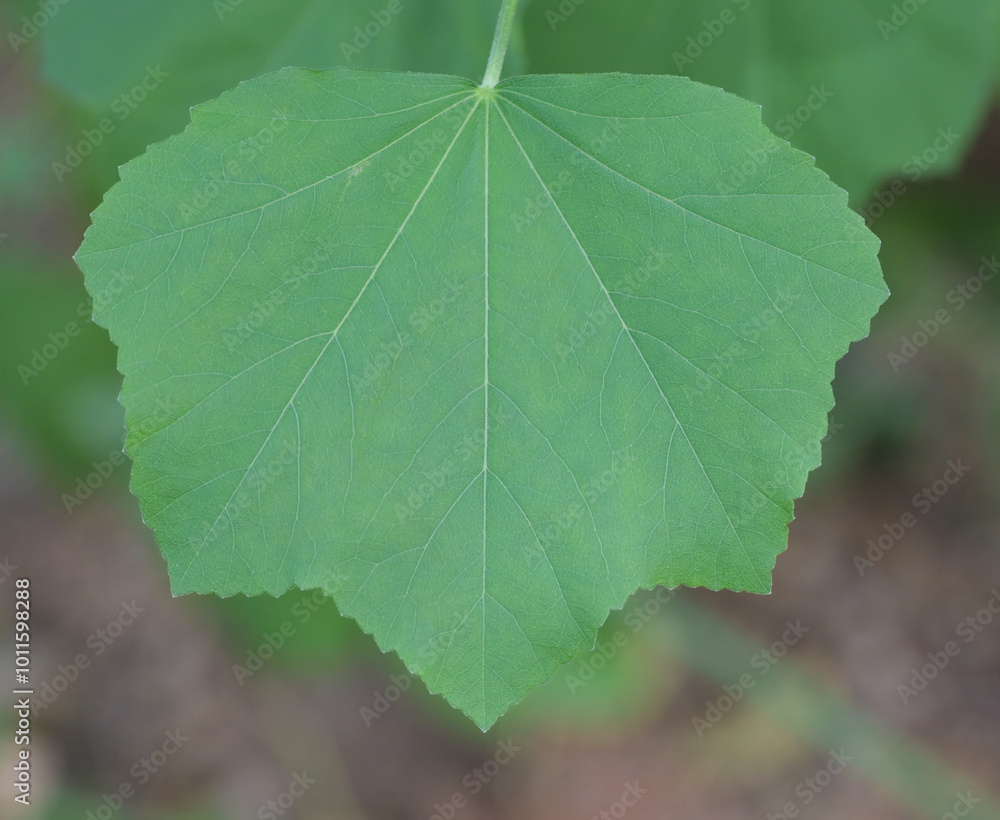 Beautiful close-up of the leaf of lavatera maritima Beautiful close-up of the leaf of lavatera maritima