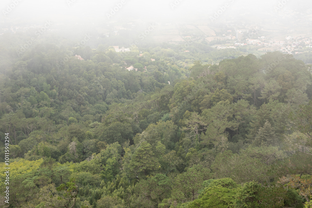 A misty forest shrouded in mystery and tranquility A misty forest shrouded in mystery and tranquility
