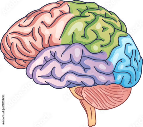 Illustration of human brain regions in different colors, highlighting distinct areas.