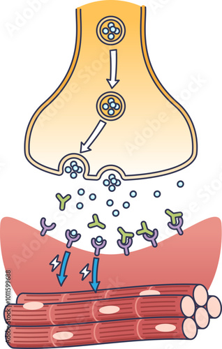 Illustration of a neuromuscular synapse showing neurotransmitter release and muscle fiber activation.