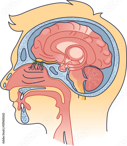 Cross-section of skull and brain highlighting the olfactory nerve, nasal cavity, and brain structures.