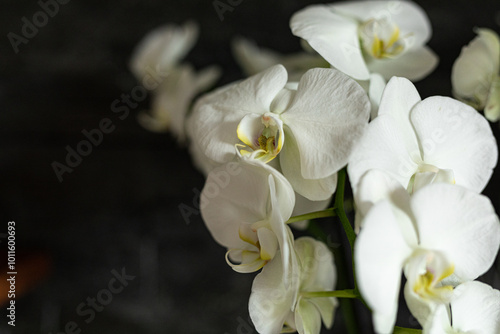 Fotografi White orchids bloom against a dark background