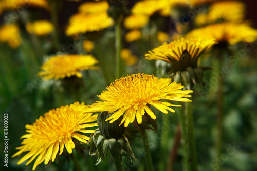 meadow with blooming dandelions photo