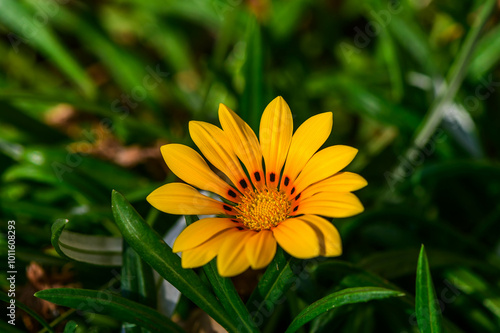 Vibrant Gazania Blooms in my Backyard