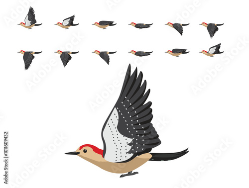 Red-Bellied Woodpecker Flying Animation Sequence Cartoon Vector