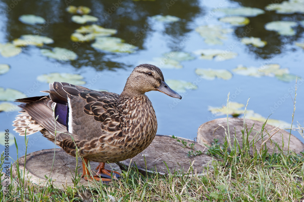 duck stands on the shore of a pond duck stands on the shore of a pond