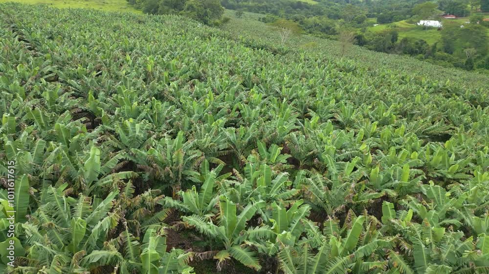 PLANTAÇÃO DE BANANEIRA PLANTAÇÃO DE BANANEIRA