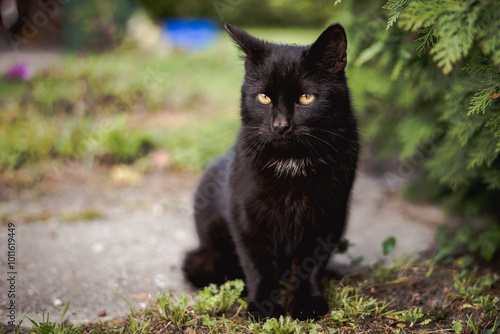 Close-up of a Black Cat in a Rural Setting