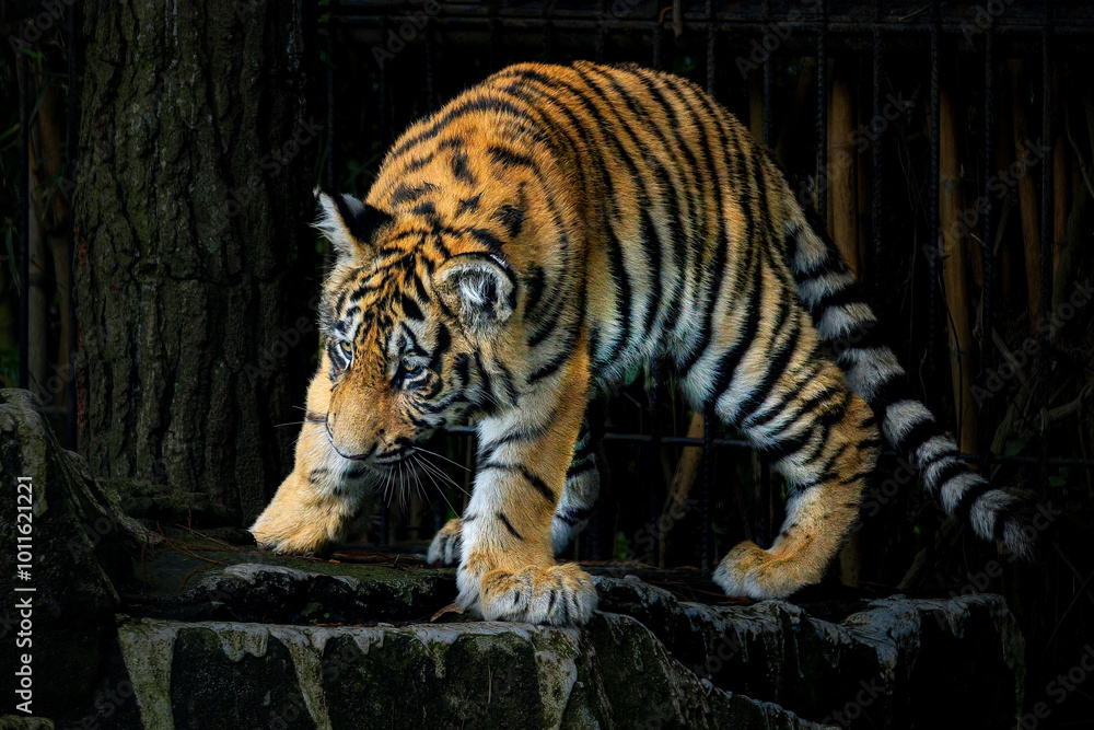 Adorable Tiger Cubs. The Bengal tiger Adorable Tiger Cubs. The Bengal tiger