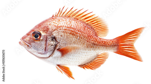 Red porgy fish isolated on white transparent