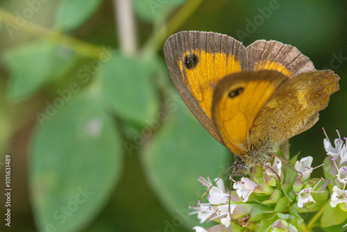 Brown butterfly of the genus Pyronia extracting pollen from a flower in summer