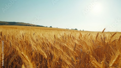 A wide shot of golden wheat fields swaying gently in the wind under a clear blue sky